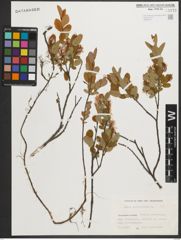Foto von Salix myrtilloides L.
